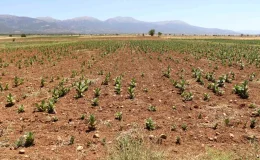 Denizli Barza Ovası Kuraklıkla Mücadele Ediyor