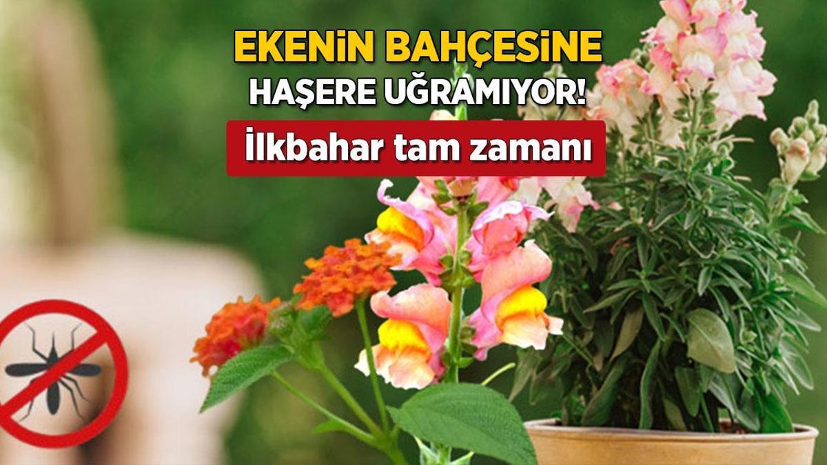 Baharda ekin, yaz boyu haşere görmeyin! İlaçsız yöntem, böcekler kaçışıyor
